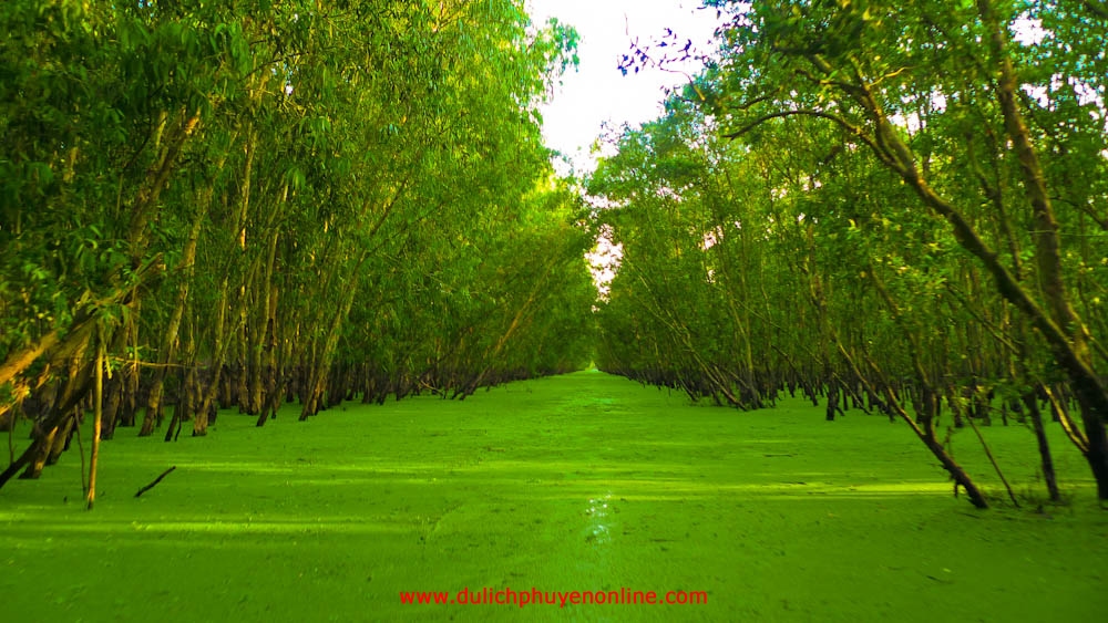 rừng tràm